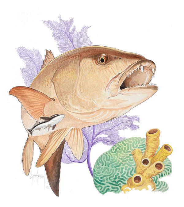 guy harvey Big Cubera Snapper