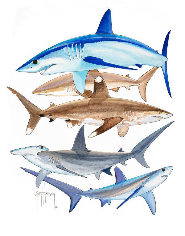 guy harvey Endangered Sharks