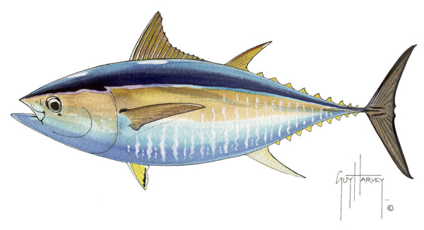 guy harvey FOTOO BIG EYE TUNA