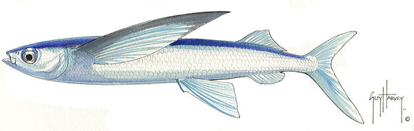 guy harvey FOTOO FLYING FISH