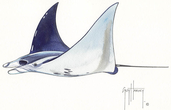 guy harvey FOTOO PACIFIC MANTA RAY