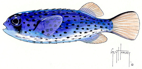 guy harvey FOTOO PELAGIC PUFFERFISH