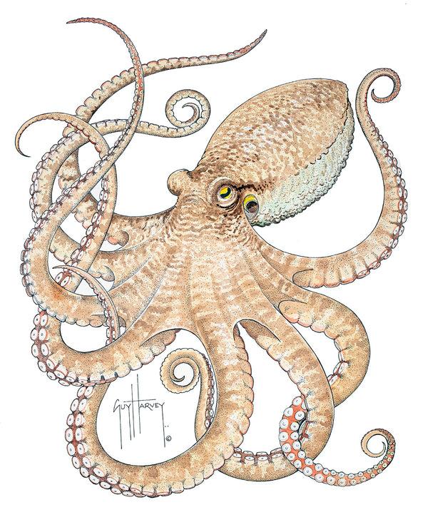 guy harvey "Octopus II" Original