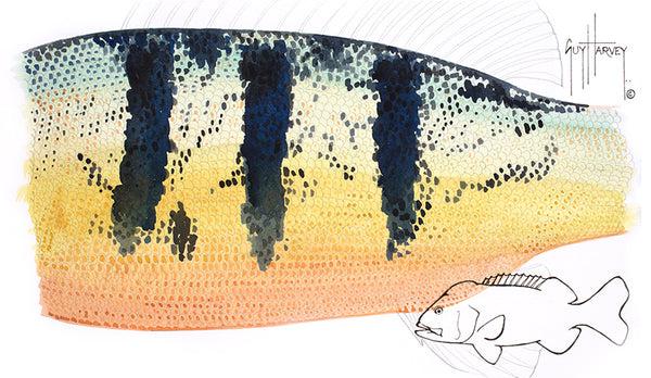 guy harvey Peacock Bass Skin