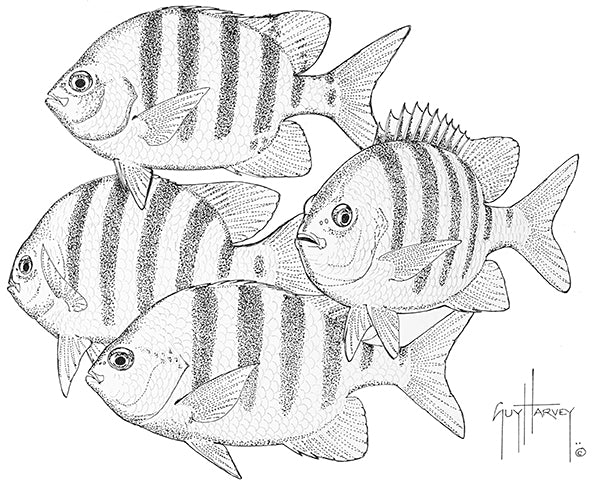 guy harvey Sergeant Major Team Stipple