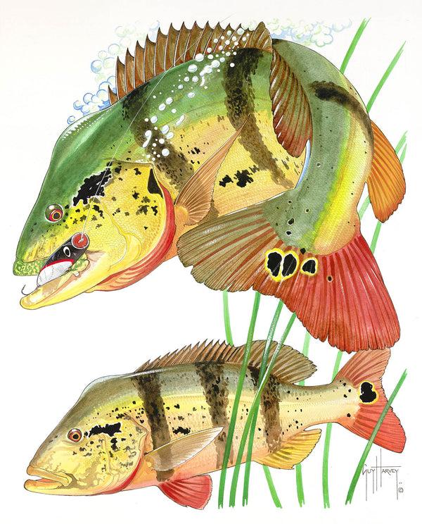 guy harvey Two Peacock Bass