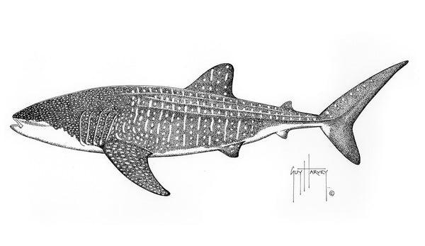 guy harvey Whale Shark Stipple