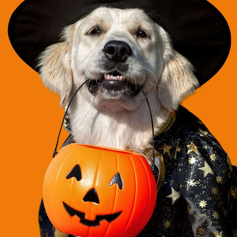 Hallmark All Your Favorite Treats Funny Halloween Card