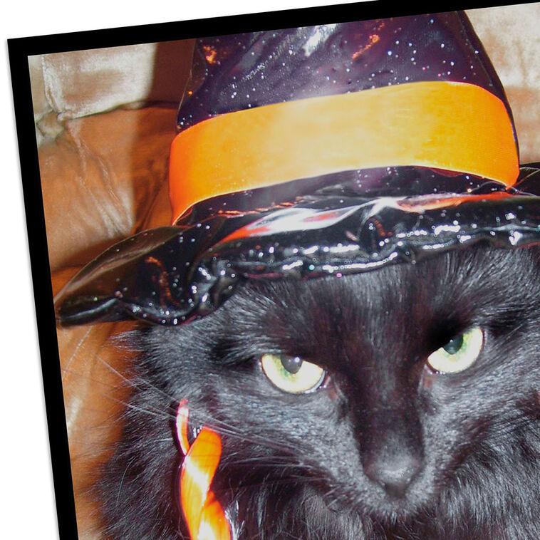Hallmark Angry Black Cat In Witch's Hat Funny Halloween Card