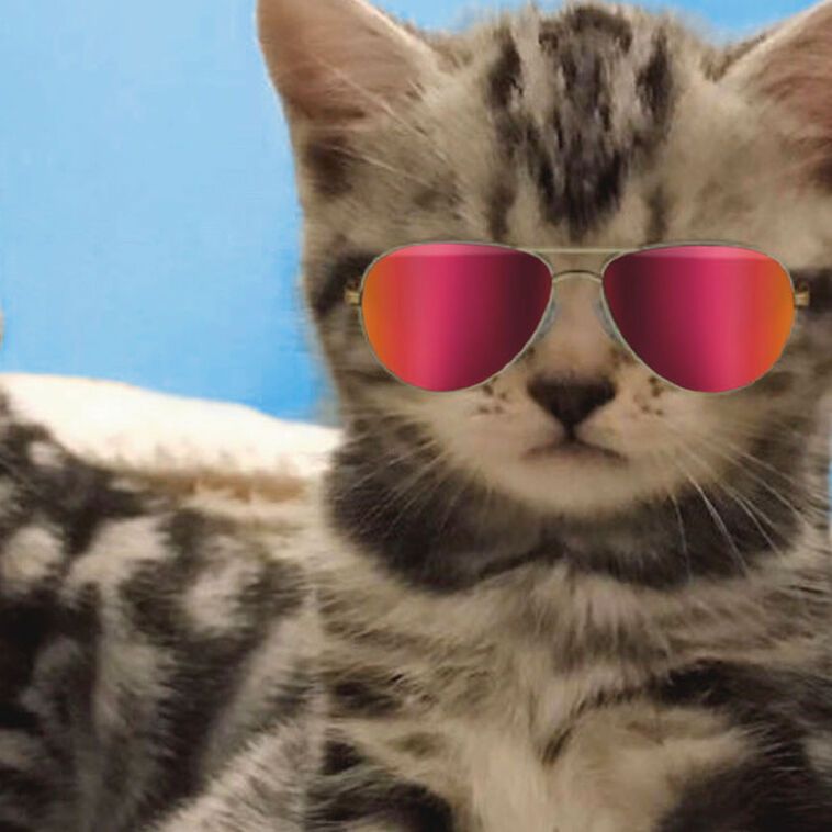Hallmark Awesome Cats In Reflective Sunglasses Funny Friendship Card