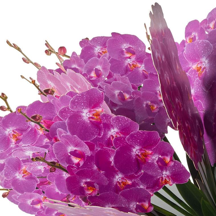 Hallmark Build-a-Bouquet Fuchsia Orchids Pop-Up Paper Flowers