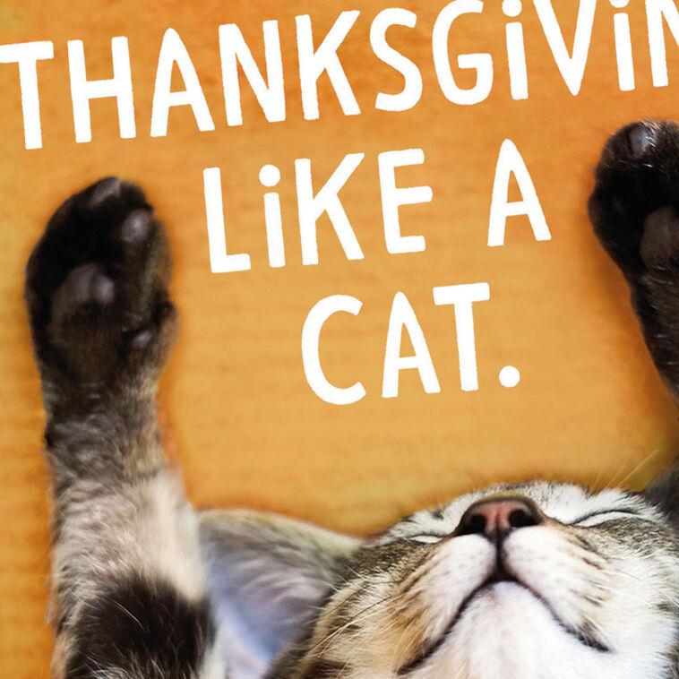 Hallmark Celebrate Like A Cat Funny Thanksgiving Card