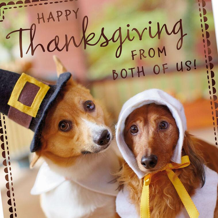 Hallmark Dogs In Pilgrim Outfits Thanksgiving Card From Both