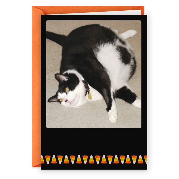 hallmark Fat Cat and Candy Corn Funny Halloween Card