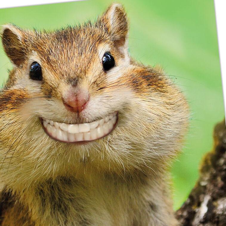 Hallmark Grinning Chipmunk Funny Congratulations Card