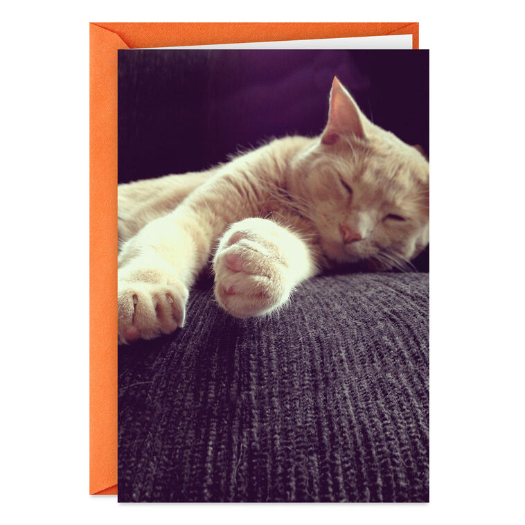 hallmark Celebrate Like a Cat Funny Birthday Card