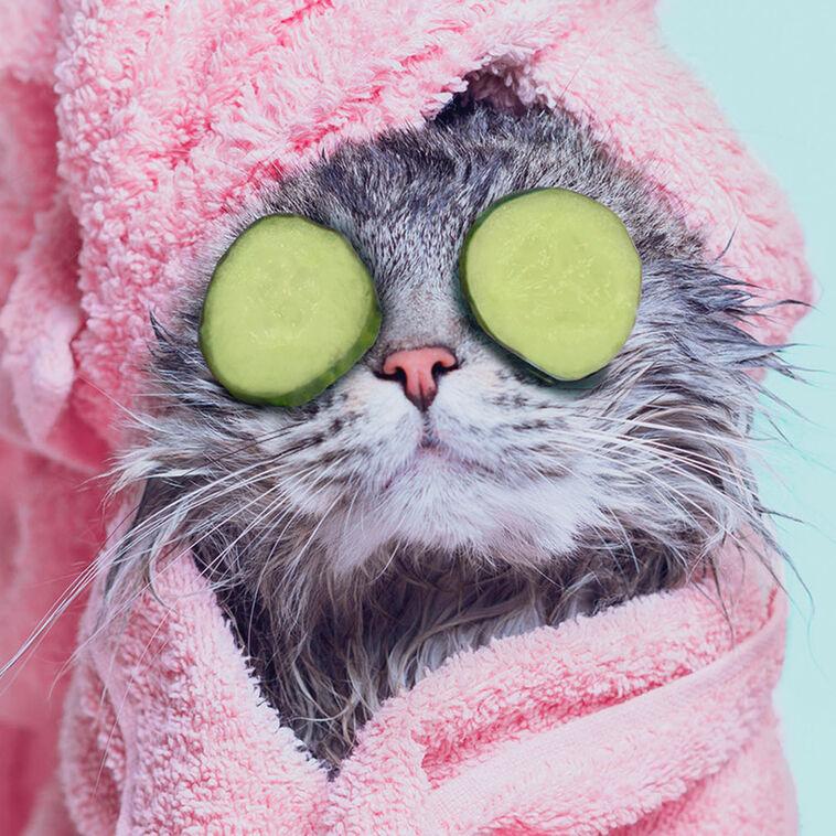 Hallmark Did Someone Say Spa Day Funny Card