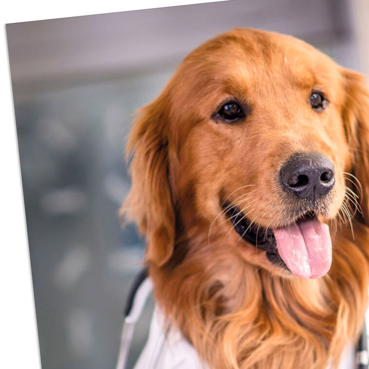 Hallmark Dog Doctor Funny Get Well Card