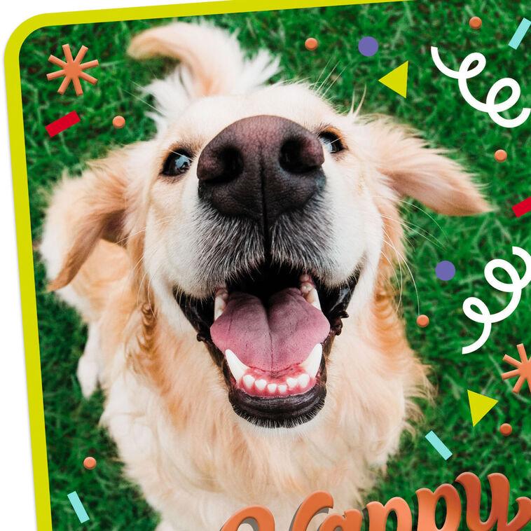 Hallmark Doggone Happiness Birthday Card