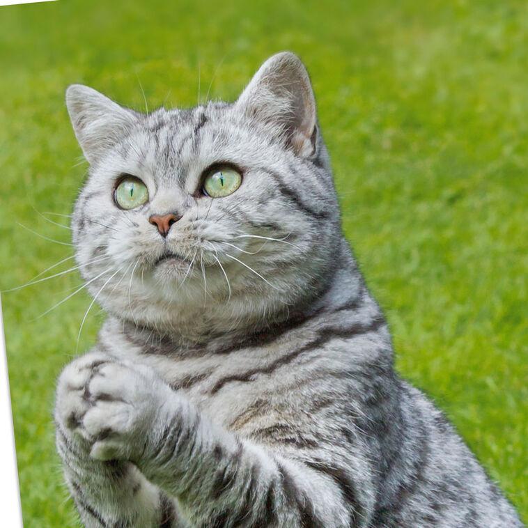 Hallmark Even Cats Care Funny Get Well Card