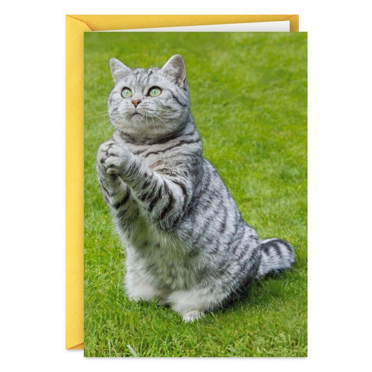 hallmark Even Cats Care Funny Get Well Card