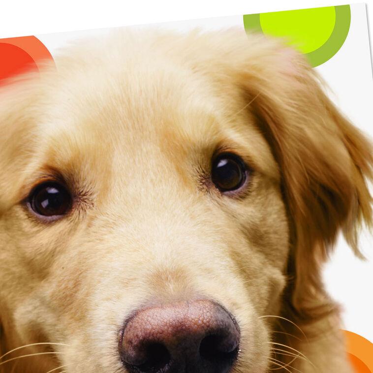 Hallmark Golden Retriever Heal Get Well Card