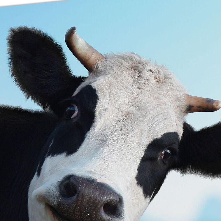 Hallmark Moo-chas Gracias Funny Thank You Card