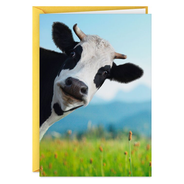hallmark Moo-chas Gracias Funny Thank You Card
