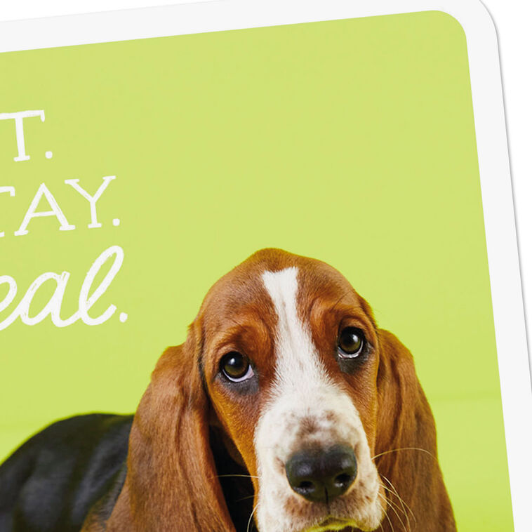 Hallmark Sit Stay Heal Get Well Card
