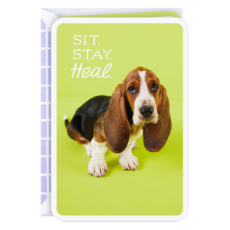 hallmark Sit Stay Heal Get Well Card