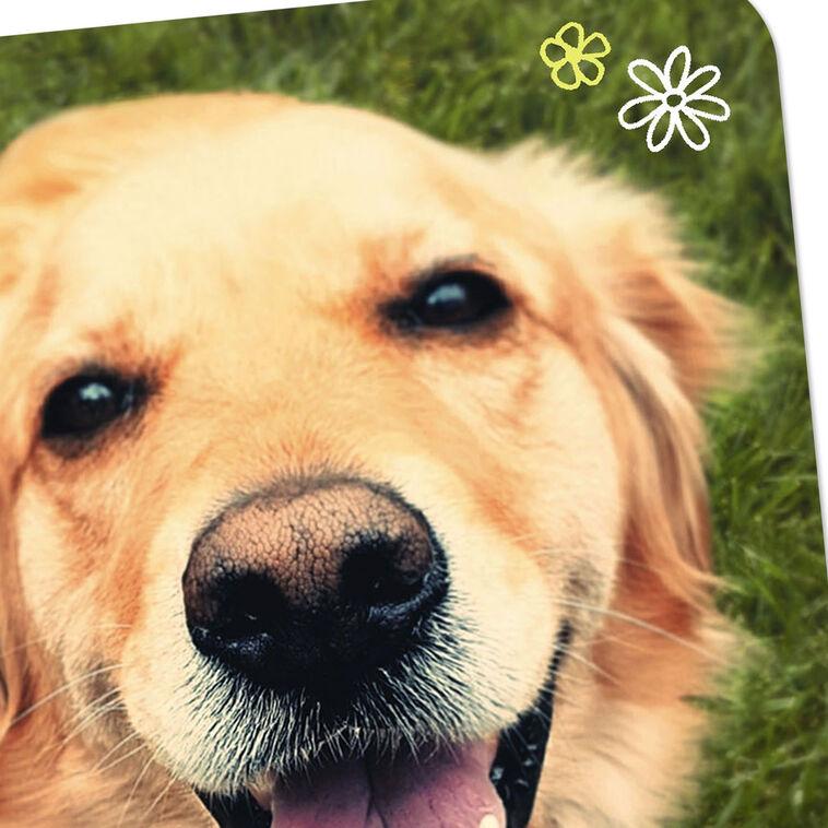 Hallmark Smiling Dog Blank Card