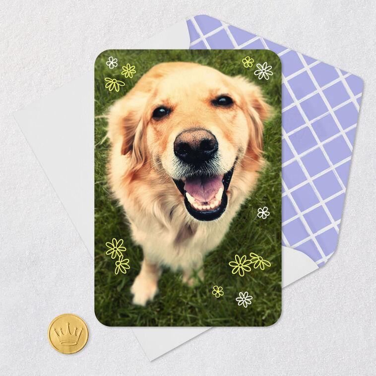 Hallmark Smiling Dog Blank Card