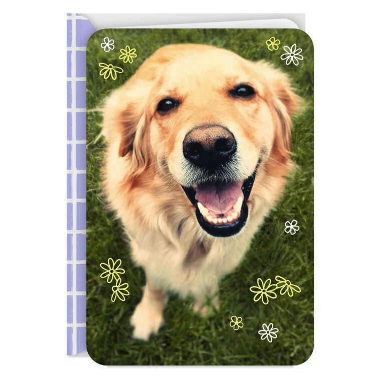hallmark Smiling Dog Blank Card