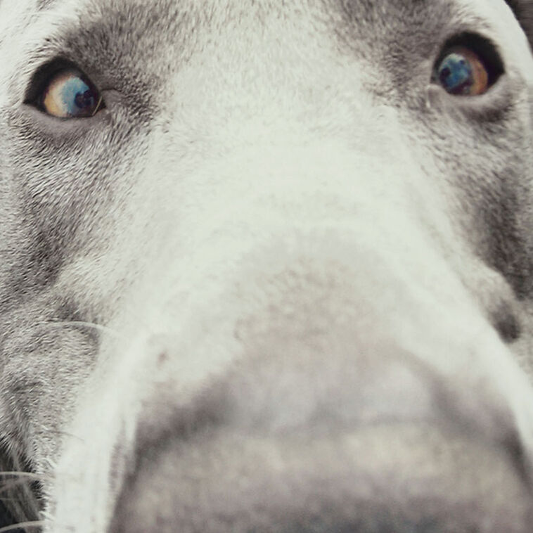 Hallmark You Don't Smell Old Funny Birthday Card