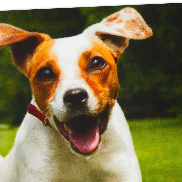 Hallmark Have An Off-Leash Kind Of Day Funny Birthday Card