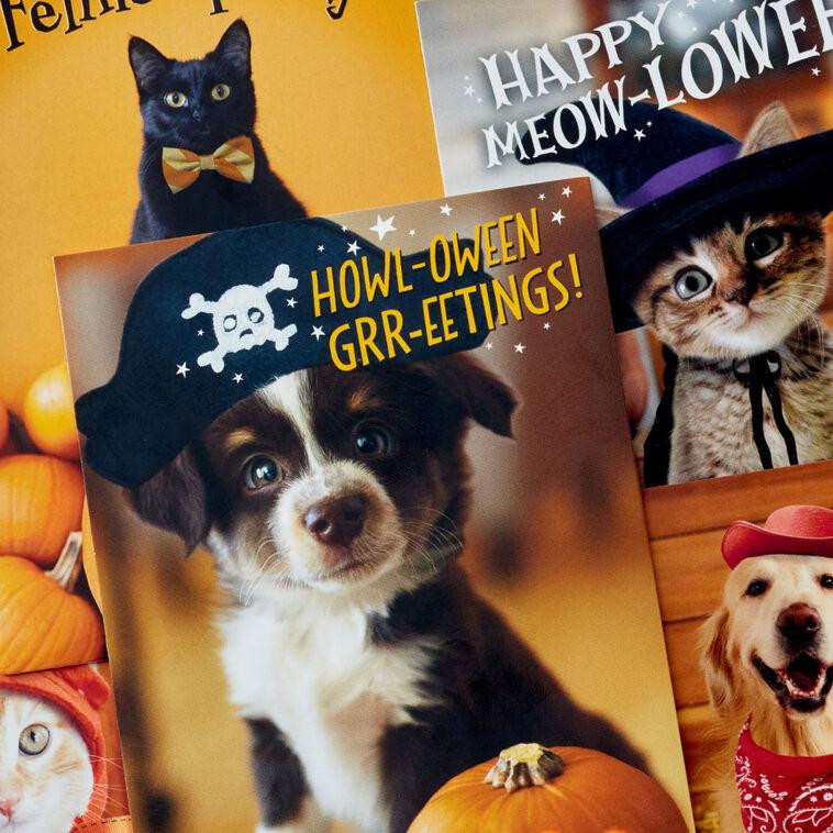 Hallmark Pet Puns Boxed Halloween Cards Assortment Pack Of 48