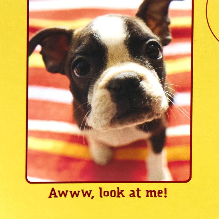 Hallmark Puppy Pics To Help Forget Getting Older Birthday Card
