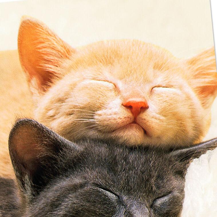 Hallmark Spending All Nine Lives With You Love Card