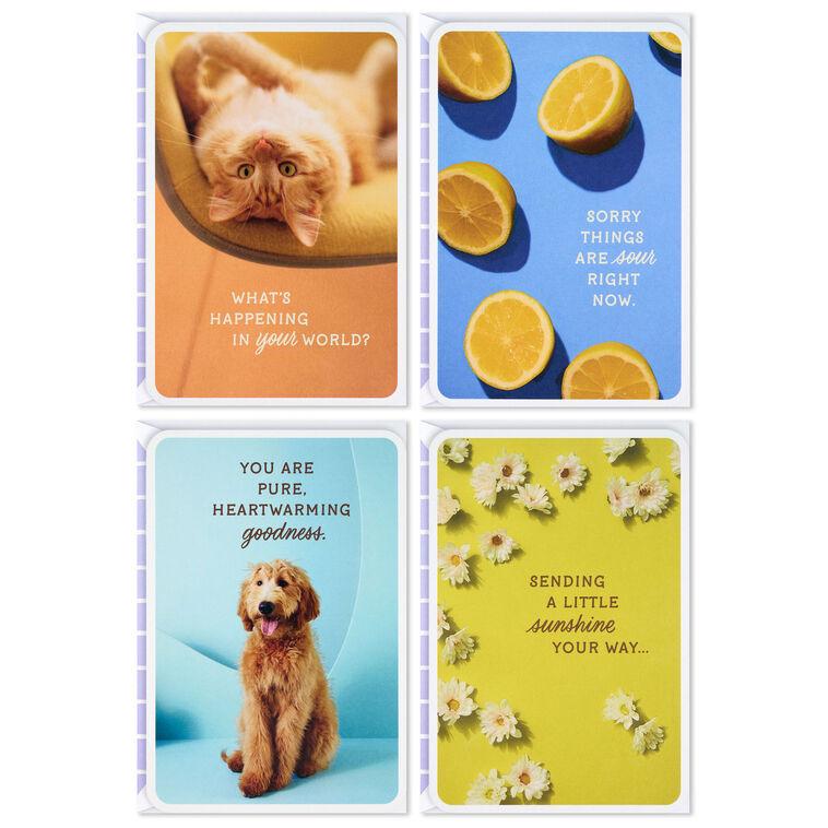 hallmark Sunny and Sweet Assorted Multi-Occasion Cards Pack of 4