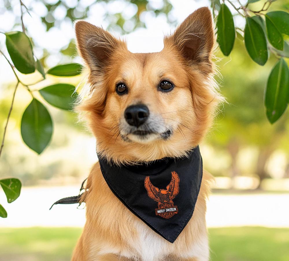 Harley Eagle Pet Bandana