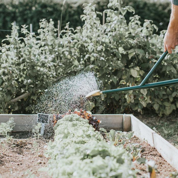 Haws Brass Bedding Rose - Extra Fine Spray Brass Bedding Rose