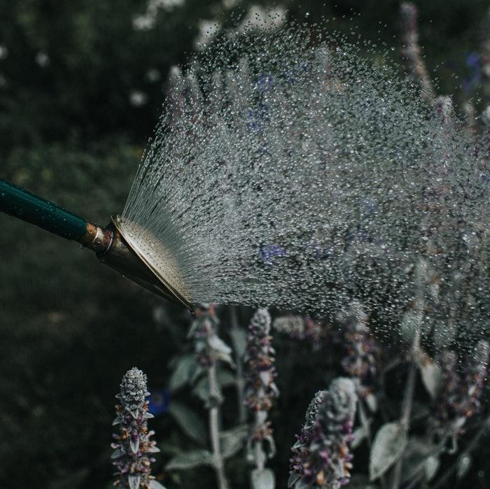 Haws Brass Bedding Rose - Fine Spray (High Flow) Brass Bedding Rose