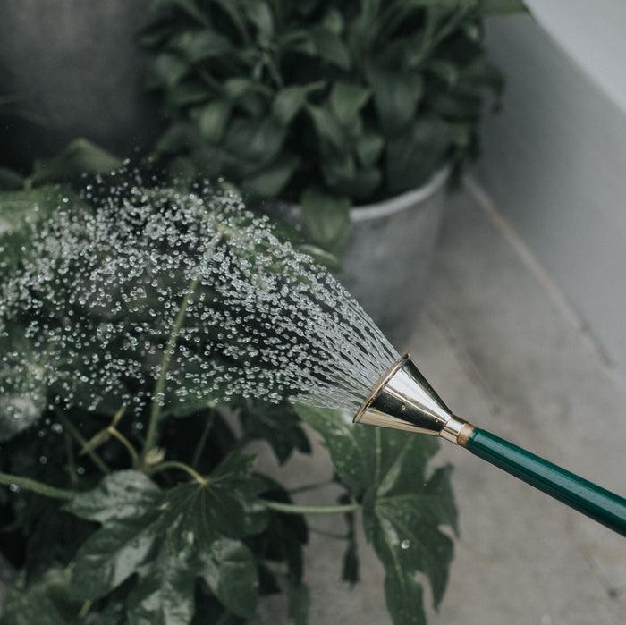 Haws Brass Potting Rose - Coarse Spray Brass Potting Rose