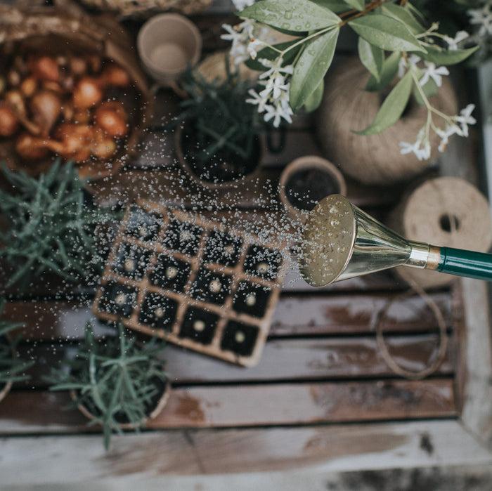 Haws Brass Potting Rose - Extra Fine Spray Brass Potting Rose