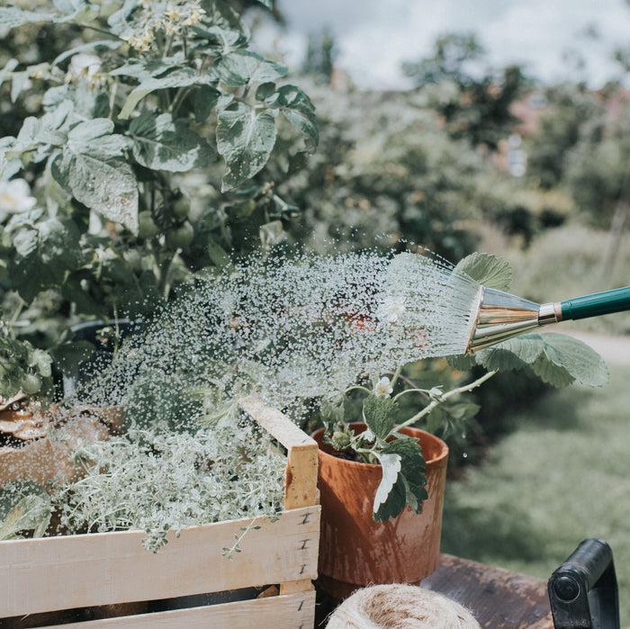 Haws Brass Potting Rose - Fine Spray Brass Potting Rose