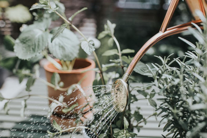 Haws Copper Rowley Ripple & Copper Smethwick Spritzer Copper Watering Can And Spritzer Bundle