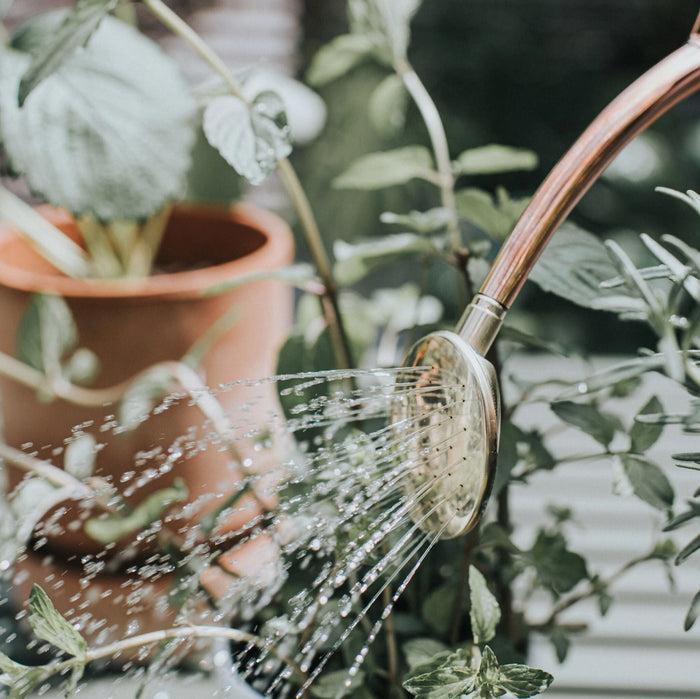 Haws The Baby Oval Rose Brass Rose