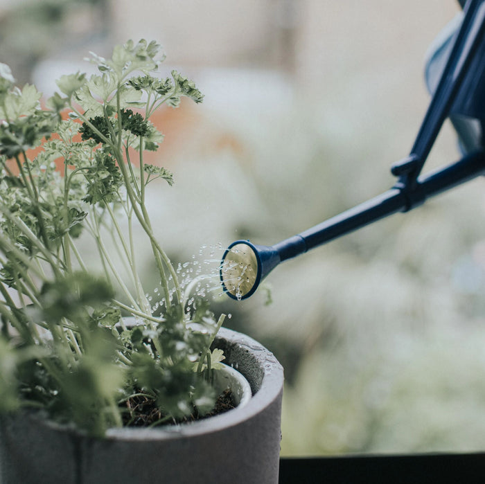 Haws Langley Sprinkler Plastic Rose - Blue Plastic Rose