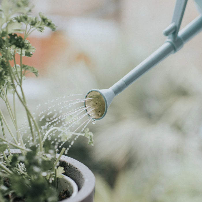 Haws Langley Sprinkler Plastic Rose - Duck Egg Blue Plastic Rose