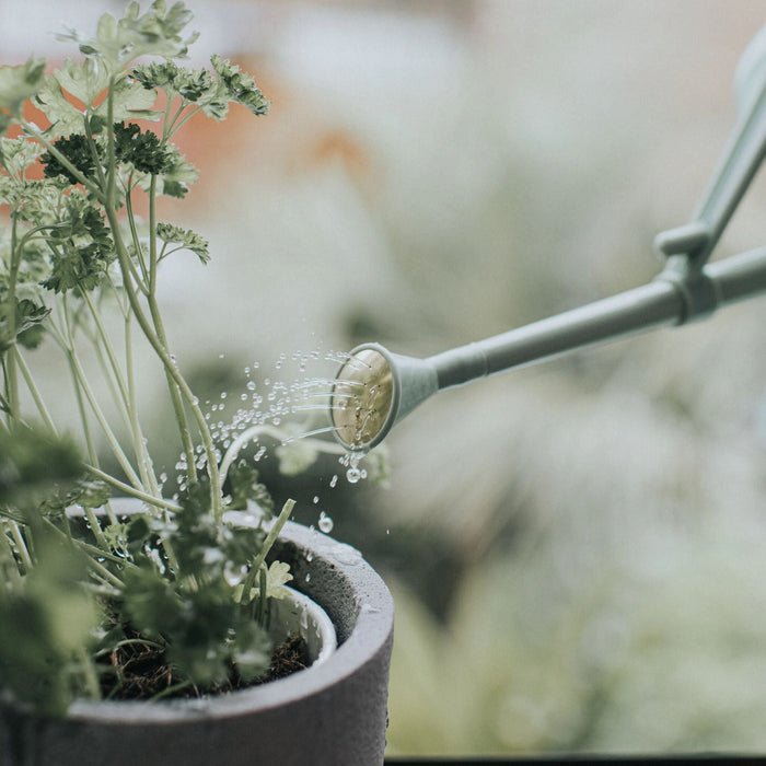 Haws Langley Sprinkler Plastic Rose - Sage Plastic Rose